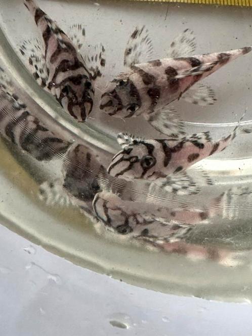 L236sw, L 236 special white.Lnummers,1,2 stuks. GROTE vissen, Dieren en Toebehoren, Vissen | Aquariumvissen, Zoetwatervis, Vis