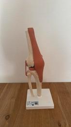 Anatomisch kniemodel, Ophalen, Zo goed als nieuw