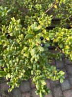 Ilex Crenata Convexa, Ophalen, Buxus, Minder dan 100 cm