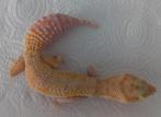 Luipaardgekko Vrouw, Dieren en Toebehoren, Reptielen en Amfibieën, Hagedis, Tam, 3 tot 6 jaar