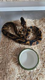 Nakweek 24 python regius, Dieren en Toebehoren, Reptielen en Amfibieën, Slang, Tam, 0 tot 2 jaar