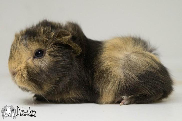 Choco otter creme witte peruvian cavia (california choco?), Dieren en Toebehoren, Knaagdieren, Mannelijk, Cavia, Oktober, Tam
