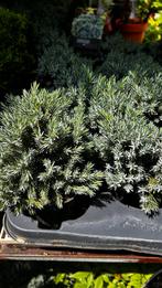 Juniperus squamata 'Blue Star, Ophalen, Zomer, Overige soorten, Volle zon