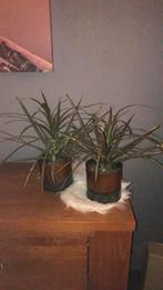 Setje kamerplanten, Overige soorten, In pot, Minder dan 100 cm, Groene kamerplant