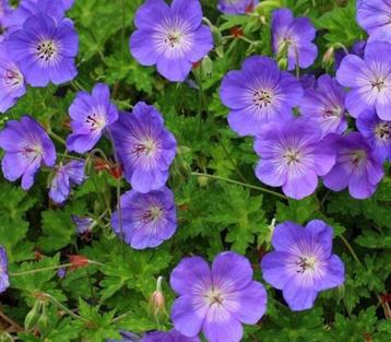 Geranium 'Rozanne' is de langst bloeiende geranium! beschikbaar voor biedingen