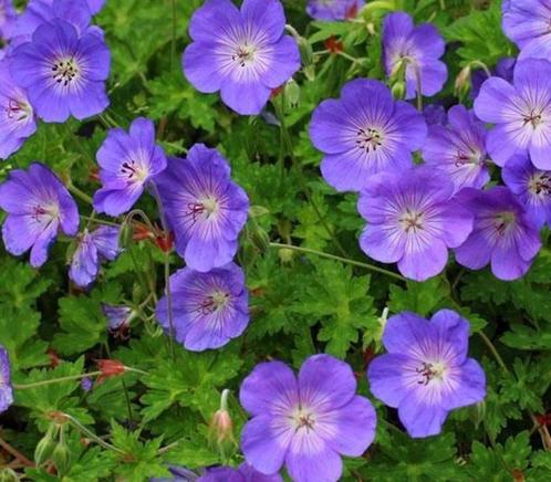 Geranium 'Rozanne' is de langst bloeiende geranium!, Tuin en Terras, Planten | Tuinplanten, Vaste plant, Bodembedekkers, Volle zon