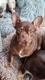 ‼️Franse Bulldog  Rojo Tan en Choco Tan met stamboom, Dieren en Toebehoren, Honden | Bulldogs, Pinschers en Molossers, Meerdere