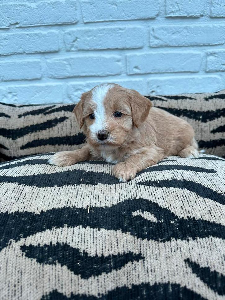Maltipoo pups, maltezer x toy poedel, Dieren en Toebehoren, Honden | Chihuahua's en Gezelschapshonden, Meerdere dieren, Overige rassen