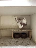 Postduiven duivin, Dieren en Toebehoren, Vrouwelijk, Postduif