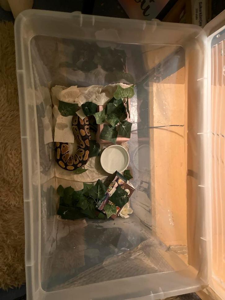 Koningspython tam! Met of zonder terra, Dieren en Toebehoren, Reptielen en Amfibieën, Slang, 0 tot 2 jaar, Tam