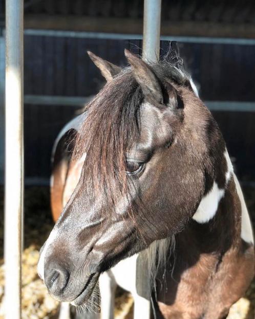 Verzorg pony gezocht, Dieren en Toebehoren, Paarden en Pony's | Verzorgingsproducten, Ophalen of Verzenden