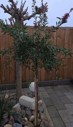 Plantanus boom, Lente, 100 tot 250 cm, Ophalen, Volle zon