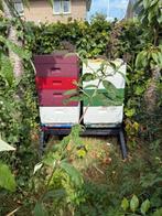 Te koop: 2 bijenvolken met bijhorende segebergerkasten, Dieren en Toebehoren, Insecten en Spinnen, Bijen