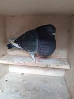 Doffer, Mannelijk, Kropper