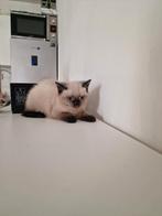 Kittens, Dieren en Toebehoren, Katten en Kittens | Raskatten | Korthaar, Poes