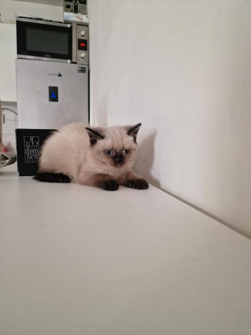 Kittens, Dieren en Toebehoren, Katten en Kittens | Raskatten | Korthaar, Poes