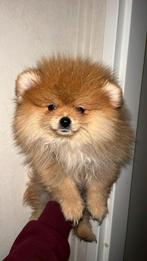 pomeriaan pup teefje, zoekt nog een foreverhome, Dieren en Toebehoren, Particulier, 8 tot 15 weken, Buitenland, Teef