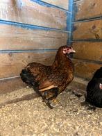 Krielkippen jong, Dieren en Toebehoren, Pluimvee, Vrouwelijk