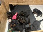 Rottweiler pups, 8 tot 15 weken, Meerdere, Meerdere dieren, Rottweiler