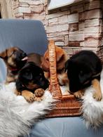 Kruising herder rotweiler, Overige rassen, 8 tot 15 weken, Meerdere, Meerdere dieren