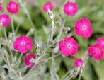 Prikneus (Lychnis coronarea ofwel Silene Coronarea), Volle zon, Vaste plant, Zomer, Ophalen