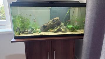 Aquarium met kast beschikbaar voor biedingen
