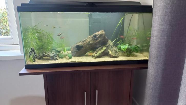 Aquarium met kast, Dieren en Toebehoren, Vissen | Aquaria en Toebehoren, Zo goed als nieuw, Gevuld zoetwateraquarium, Ophalen