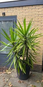 Yucca palmlelie te koop, Tuin en Terras, Planten | Tuinplanten, Ophalen, Vaste plant, Overige soorten