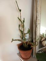 Cactus met terracotta pot en schaal., Ophalen, Cactus, Volle zon, Minder dan 100 cm