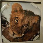 Glazen Schilderij - 50x50 Rond nieuw, Huis en Inrichting, Woonaccessoires | Schilderijen, Tekeningen en Foto's, 50 tot 75 cm, Nieuw