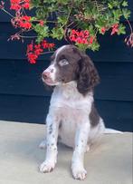 Prachtige HEIDEWACHTEL x LABRADOR pups, Nederland, Overige rassen, CDV (hondenziekte), 8 tot 15 weken