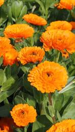 Goudsbloem zaden - Calendula zelf gewonnen, Ophalen of Verzenden, Voorjaar, Volle zon, Zaad