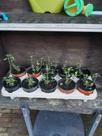 Salvia Royal Bumble planten, Volle zon, Vaste plant, Zomer, Ophalen