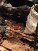 Drie vrouwelijke korenslangen (1 albino, 2 bruin), Slang, Met terrarium, 11 jaar of ouder