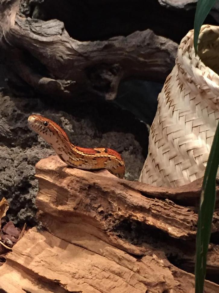 Tot drie vrouwelijke korenslangen (1 albino, 2 bruin)