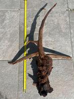 100cm coralwood / kienhout, Ophalen of Verzenden, Nieuw, Plant(en), Steen of Hout