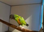 Bonte boer pop 2016, Dieren en Toebehoren, Vogels | Parkieten en Papegaaien, Meerdere dieren, Papegaai