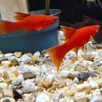 Xiphophorus helleri, Vis
