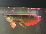 Zilveren arowana van +\- 35 cm te koop, Vis