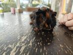 Jonge cavia borstel zeugje, Dieren en Toebehoren, Knaagdieren, Cavia, Vrouwelijk, Tam, September