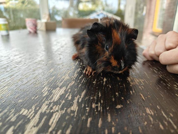 Jonge cavia borstel zeugje, Dieren en Toebehoren, Knaagdieren, Vrouwelijk, Cavia, September, Tam