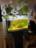 Superfish home 65, Dieren en Toebehoren, Vissen | Aquaria en Toebehoren, Ophalen, Zo goed als nieuw, Gevuld zoetwateraquarium