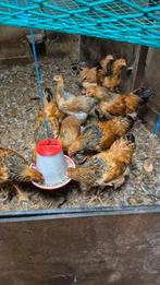 Brahma kippen, Dieren en Toebehoren, Pluimvee, Meerdere dieren, Kip
