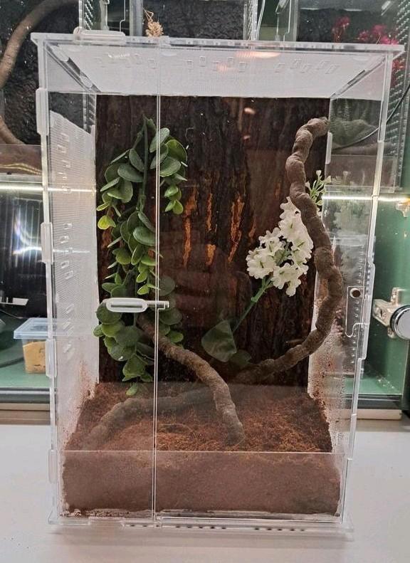 Compleet ingericht terrarium ( bidsprinkhaan, springspin), Dieren en Toebehoren, Insecten en Spinnen, Overige soorten