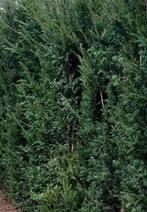 20 taxus 2 meter  220 euro, Ophalen, Taxus, 100 tot 250 cm