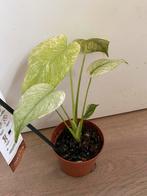 Monstera white monster mint, Overige soorten, In pot, Minder dan 100 cm, Groene kamerplant