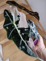 Alocasia amazonica snowflake, Huis en Inrichting, Kamerplanten, Verzenden, Overige soorten, Halfschaduw, In pot