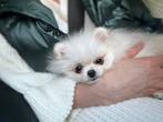 Pomeranian 2 meisjes️️, Dieren en Toebehoren, België, Particulier, 15 weken tot 1 jaar, Teef