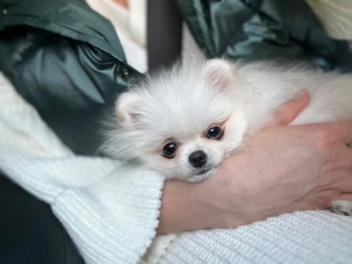 Pomeranian 2 meisjes️️, Dieren en Toebehoren, Honden | Poolhonden, Keeshonden en Oertypen, Teef, Keeshond, Particulier, Eén hond