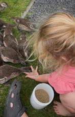 Mandarijn eenden te koop, Dieren en Toebehoren, Pluimvee, Meerdere dieren